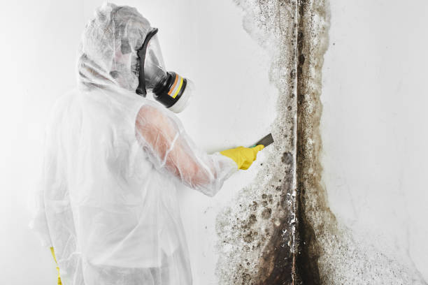 Reliable Carpentersville, IL Mold Removal Solutions