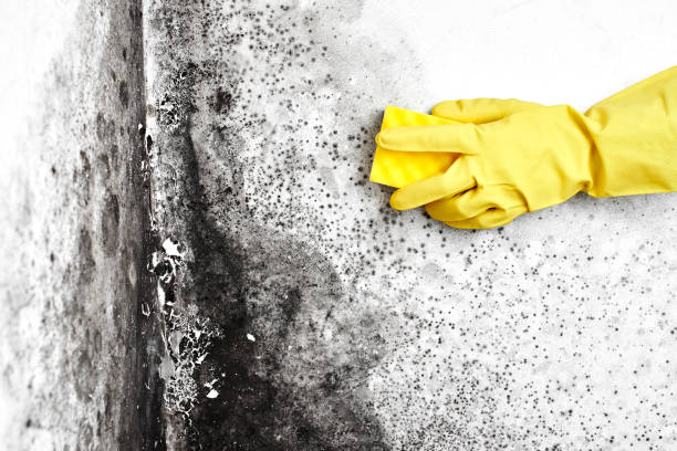 Best Emergency Mold Removal  in Carpentersvle, IL