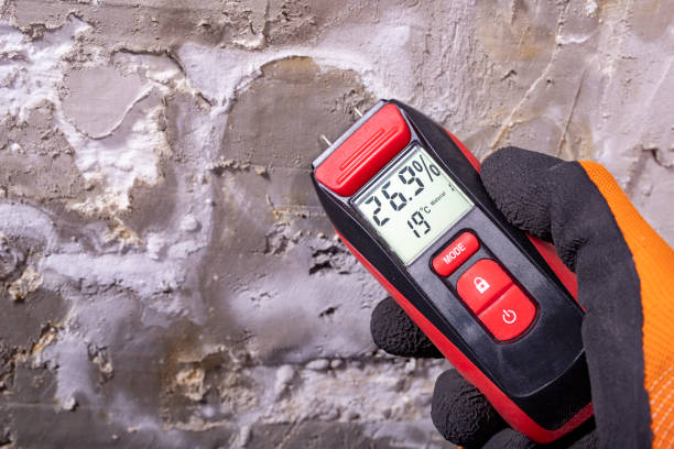 Best Mold Damage Repair  in Carpentersvle, IL