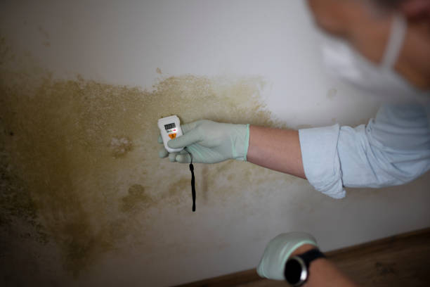 Best Affordable Mold Removal  in Carpentersvle, IL