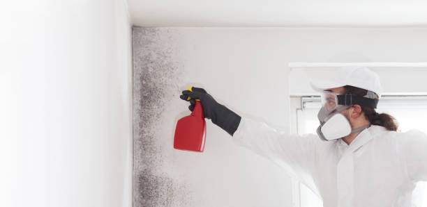 Best Crawl Space Mold Removal  in Carpentersvle, IL