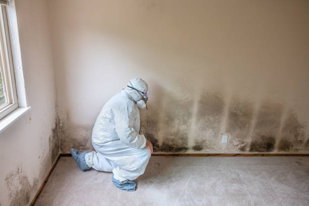 Best Fast Mold Removal  in Carpentersvle, IL
