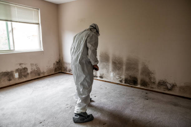Best Certified Mold Removal  in Carpentersvle, IL