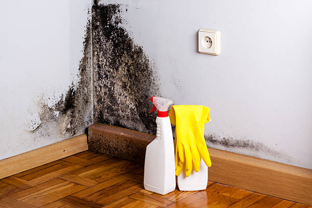 Best Professional Mold Removal  in Carpentersvle, IL