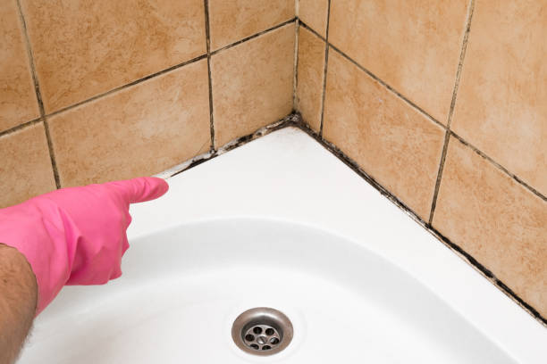 Best Residential Mold Removal  in Carpentersvle, IL