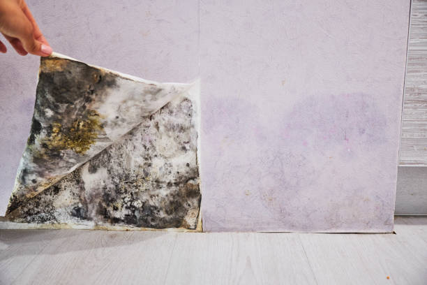 Best Fast Mold Removal  in Carpentersvle, IL